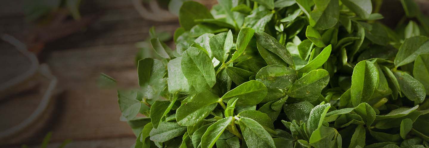 Fenugreek Leaves