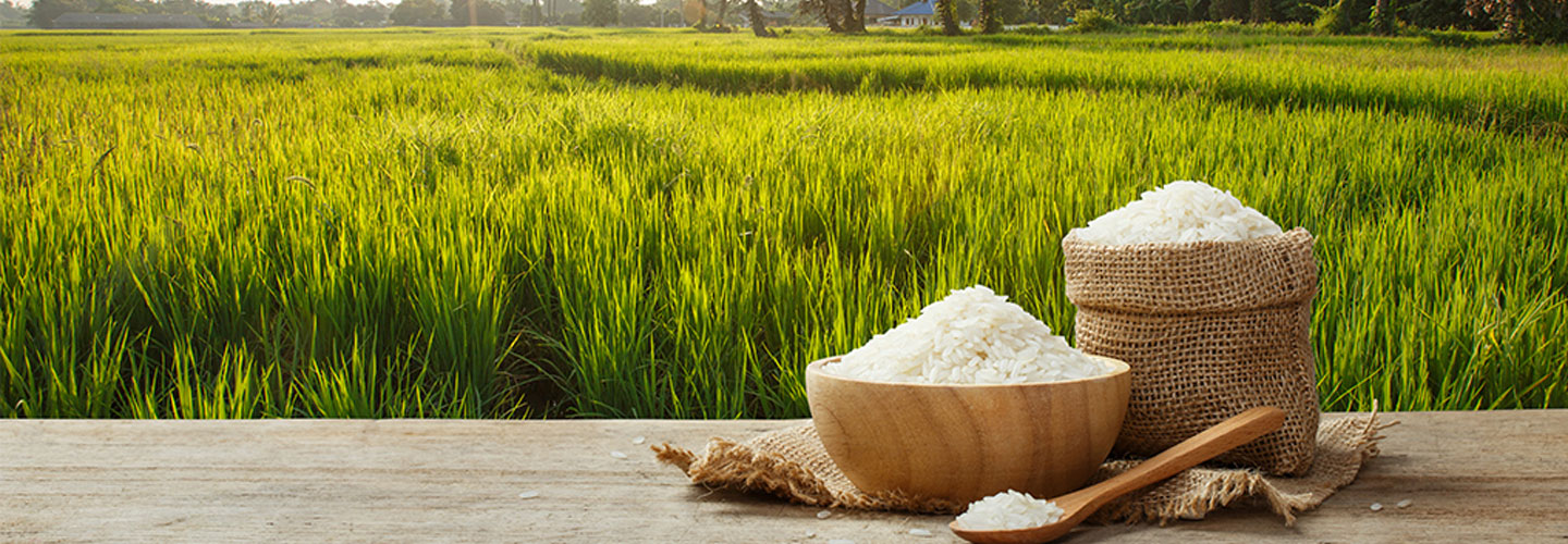 نطاق الأرز